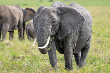 Fototapeta na wymiar Beautiful portrait of an elephant eating grass in the Masai Mara national reserve in Kenya, Africa