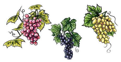 Set of realistic bunch of grapes of different colors and varieties