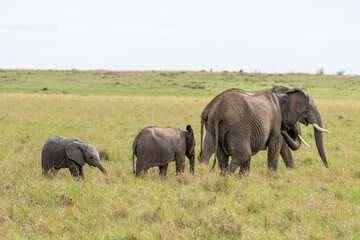 Elephant family with two little ones walking through the grass of the masai mara national reserve in Kenya, Africa