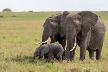 Naklejka na ściany i meble Family of elephants eat grass while taking care of their baby in the masai mara national reserve in Kenya, Africa