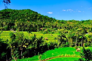 Fototapeta na wymiar Wunderschöne Aufnahme in Bali Indonesien Reisfeld 