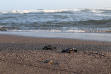 Baby turtle heading to the sea