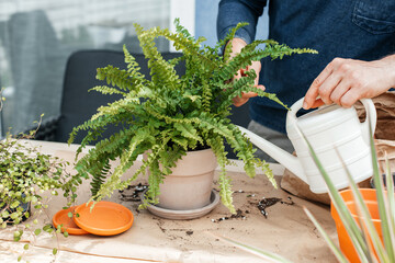 A young man transplants homemade flowers into pots. A gardener is watering a fern from a watering...