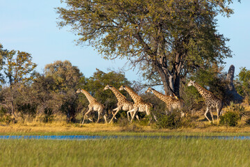 South African giraffe or Cape giraffe (Giraffa camelopardalis giraffa) running. Okavango Delta. Botswana