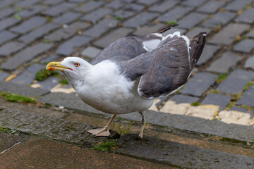 Handicapped bird. Disabled seagull with one foot begging for food.