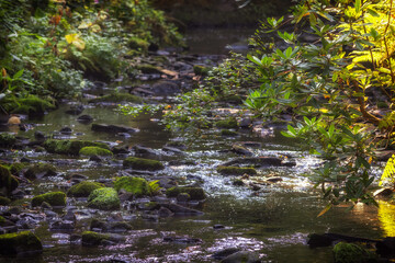 Forest stream. Water flowing through woodland. Focus on foreground.