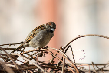 portrait of a sparrow