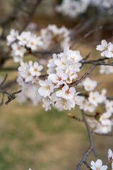 cherry tree blossom