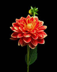 Red-yellow dahlia flower with green stem, leaves and bud isolated on black background.