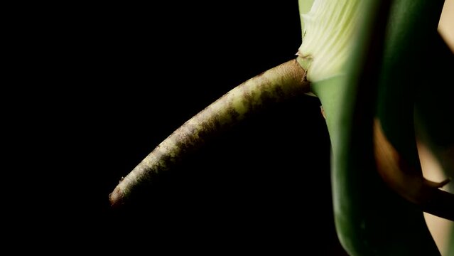 Short And Firm Root Of A Monstera Plant. Macro Shot