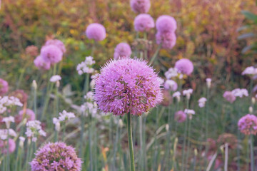 Purple onion flower in farming and harvesting. Organic vegetables grown in a rural garden. Growing vegetables at home.