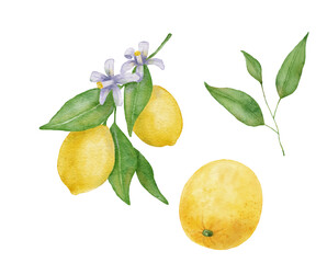 Lemon fruits with leaves and flower watercolor set. Hand draw illustration isolated on white.