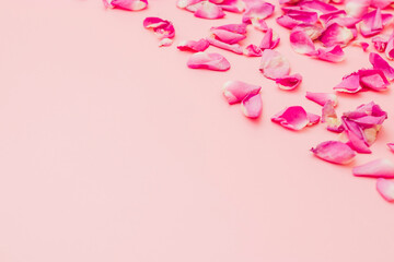 Rose flower petals on white background. Flowers composition. Valentine's Day, Mother's Day concept. Flat lay, top view, copy space