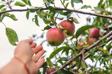 Harvest of red apples on a tree in the garden. Selective focus.