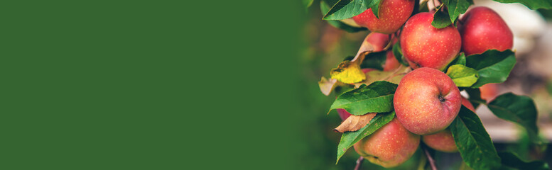 Harvest of red apples on a tree in the garden. Selective focus.