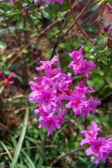 pink flowers in the garden