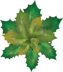 Christmas symbol vector illustration.
Christmas holly leaves and branches with winter red berries Watercolor Vector Illustration for decorative element.
Vector Set of Christmas evergreen holly leaves.