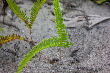wild plants in the forestry of Kalimantan