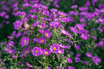 Aster x frikartii 'Monch' a lavender blue herbaceous perennial summer autumn flower plant commonly known as Michaelmas daisy, Closed bud purple daisy flower in a field with blurred green background