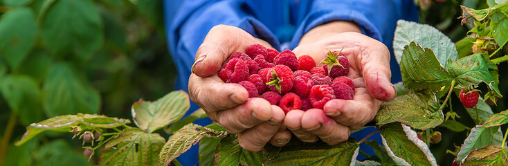 Grandmother harvests raspberries in the garden. Selective focus.