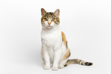 Three colored Calico cat is sitting, looking at the camera on light gray background.