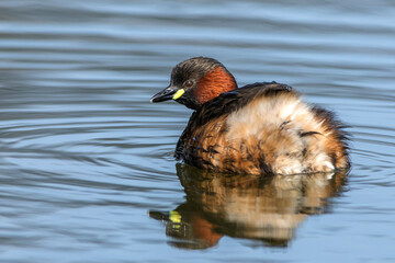 Zwergtaucher (Tachybaptus ruficollis)
