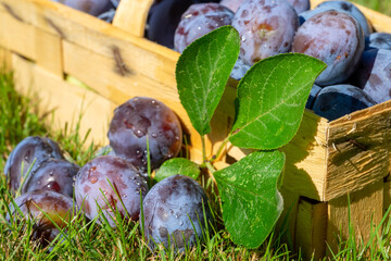 Pflaumen nach der Ernte im Korb