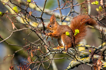 Eichhörnchen (Sciurus vulgaris) © Rolf Müller