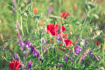 Open bud of red poppy flower in the field. Wild flower meadow with flowers poppies and cornflowers against in summer. wonderful sunny afternoon weather of mountainous countryside. blurred background