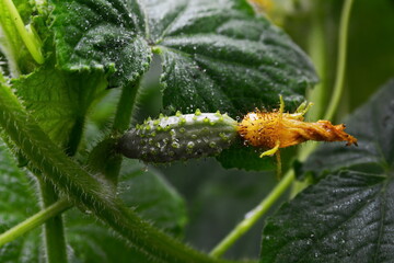 small cucumber sprout with a flower on top in the garden close up between big green leaves