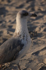 Gaviota