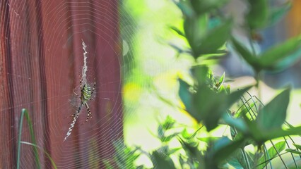 Argiope Bruennichi Wasp Spider Female Wrapping in Silk Fly Insect Caught in Net	
