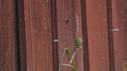 Argiope Bruennichi Wasp Spider Female Wrapping in Silk Fly Insect Caught in Net	
