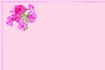 Pink background with a corner phlox decoration