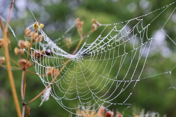 spider web is strewn with drops of rain dew in morning like beads on blurred green background. Geometry, Line, ring, spiral. Macro