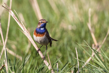 Weißsterniges Blaukehlchen (Luscinia svecica) Männchen