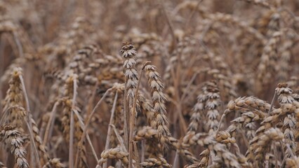 Fototapeta premium Ripe Ears of Wheat Grain on Field Before Harvest during Summer