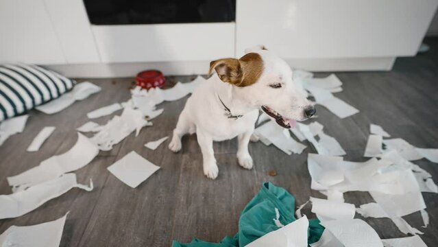 A funny dog, who gave birth to Jack Russell, scattered things on the kitchen floor. The pet, in the absence of the owners, made a mess in the apartment.