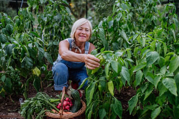Senior woman farmer holding harvesting vegetables in greenhouse.