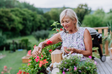 Mature woman in garden at home taking care of flowers.