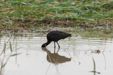 Glossy ibis, Plegadis falcinellus, in the Natural Park of El Hondo, municipality of Crevillente, province of Alicante, Spain
