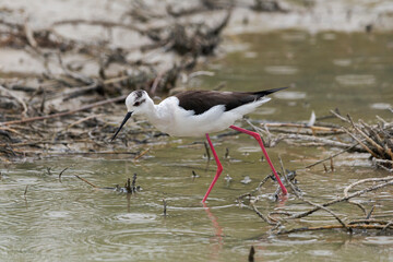 Black-winged stilt, Himantopus himantopus, in the Natural Park of El Hondo, municipality of Crevillente, province of Alicante, Spain