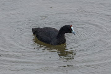 Red-knobbed coot, Fulica cristata, in the Natural Park of El Hondo, municipality of Crevillente, province of Alicante, Spain