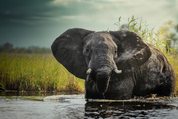 African bush elephant or African Elephant (Loxodonta africana) in the water. Okavango Delta....