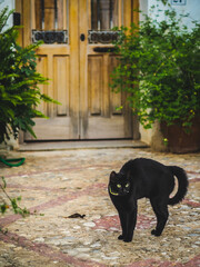Gaato negro en alerta frente a puerta de madera