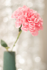 pink carnation flower