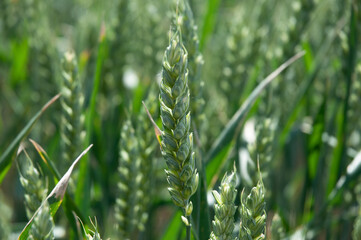 A close-up of green wheat growing in a field.