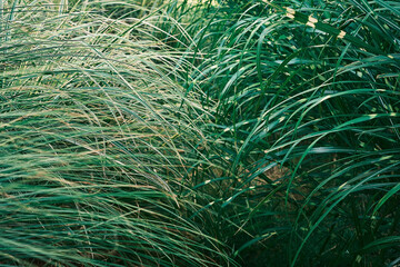 Footpath in park overgrown with dense garden grass, selective focus, blurred background care and care for nature, garden art. Herbs with green and white leaves, background or splash for nature banner