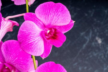 Fototapeta na wymiar Pink orchid on black texture background, Blooming orchids on a black background.