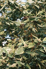 green olives on tree